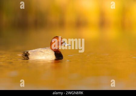 Gemeiner Pochard (Ayhtya ferina), Seitenansicht eines männlichen Erwachsenen, der im Wasser schwimmt, Kampanien, Italien Stockfoto