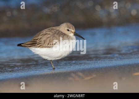 Dunlin (Calidris alpina), Seitenansicht einer Person am Ufer, Kampanien, Italien Stockfoto