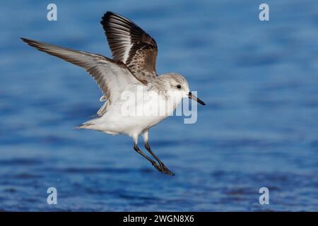 Saderling (Calidris alba), Seitenansicht eines Erwachsenen im Wintergefieder im Flug, Kampanien, Italien Stockfoto