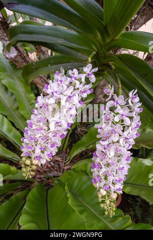 Nahaufnahme der weißen und violetten Blütenbündel von Rhynchostis gigantea epiphytischen Orchideenarten, die im tropischen Garten im Freien blühen Stockfoto