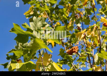 tulpenbaum in der Herbstsaison mit wechselnder Farbe des Laubs, die Farbe des Laubs eines Tulpenbaums im Herbst ändert Stockfoto