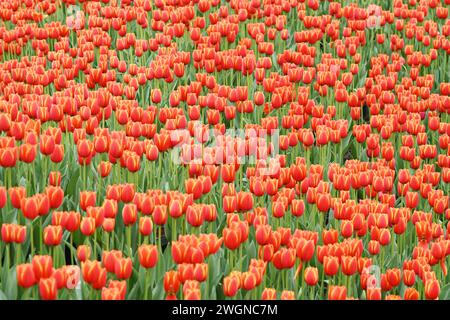 NANNING, CHINA - 4. FEBRUAR 2024 - auf einer Blumenausstellung in Nanning, South Chi, blühen insgesamt 330.000 Tulpen mit 60 Sorten in sieben Hauptfarben Stockfoto