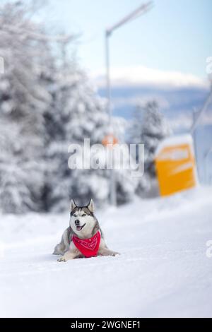 Reinrassiges Husky-Hundeporträt mit rotem Schal, im Schnee liegend Stockfoto