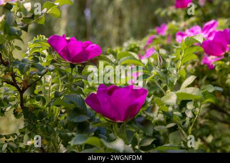 Schöne rote Hagebuttenblüten während der Blüte, wilder Hagebuttenstrauch mit rot gefärbten Blüten Stockfoto