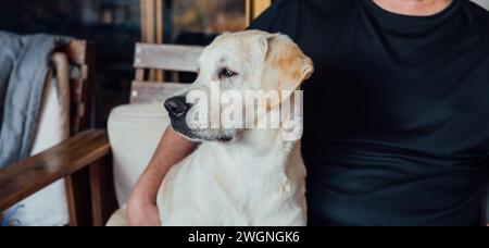 Goldener Labrador-Welpe, der neben einer nicht erkennbaren Person in einem Haus sitzt Stockfoto