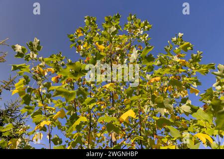 tulpenbaum in der Herbstsaison mit wechselnder Farbe des Laubs, die Farbe des Laubs eines Tulpenbaums im Herbst ändert Stockfoto