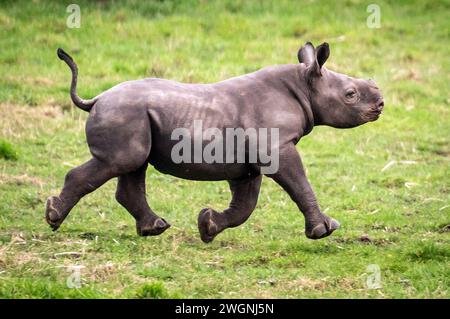 Das neugeborene Schwarze Rhino-Kalb erkundet sein Naturschutzgebiet im Yorkshire Wildlife Park in Branton, South Yorkshire, wo sie die erste Geburt eines bedrohten Schwarzen Rhino-Kalbs in der Geschichte des Parks feiern, eines der seltensten Säugetiere der Welt. Bilddatum: Dienstag, 6. Februar 2024. Stockfoto