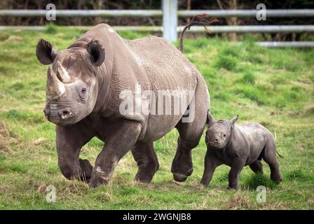 Das neugeborene Schwarze Rhino Kalb mit seiner Mutter Najuma erkunden sein Naturschutzgebiet im Yorkshire Wildlife Park in Branton, South Yorkshire, wo sie die erste Geburt eines bedrohten Schwarzen Rhino Kalbs in der Geschichte des Parks feiern, eines der seltensten Säugetiere der Welt. Bilddatum: Dienstag, 6. Februar 2024. Stockfoto