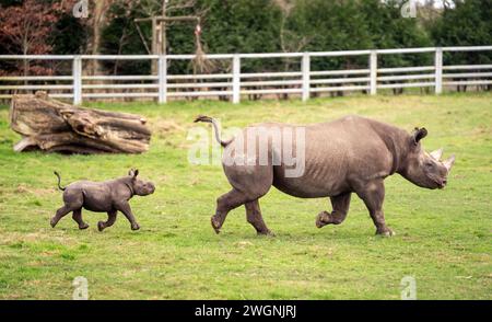 Das neugeborene Schwarze Rhino Kalb mit seiner Mutter Najuma erkunden sein Naturschutzgebiet im Yorkshire Wildlife Park in Branton, South Yorkshire, wo sie die erste Geburt eines bedrohten Schwarzen Rhino Kalbs in der Geschichte des Parks feiern, eines der seltensten Säugetiere der Welt. Bilddatum: Dienstag, 6. Februar 2024. Stockfoto