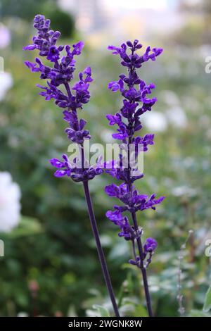 Salvia officinalis ist ein Wildkraut in leuchtender Farbe. Salbei-Kraut hat violette Blüten und wächst auf dem Feld. Stockfoto
