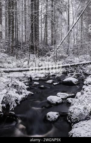 Eine ruhige, monochromatische Winterlandschaft fängt einen sanften Bach ein, der durch einen Wald fließt, der mit frischem Schnee bedeckt ist, und mit hohen Bäumen im Qu Stockfoto