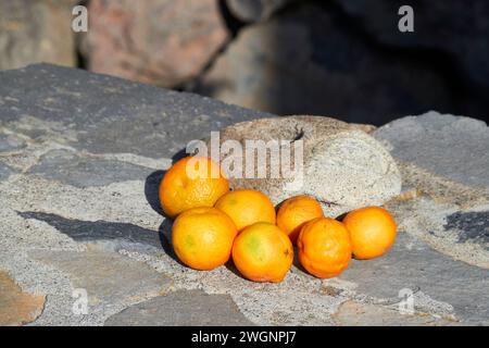 Ein Haufen tropischer Früchte auf den Kanarischen Inseln Stockfoto