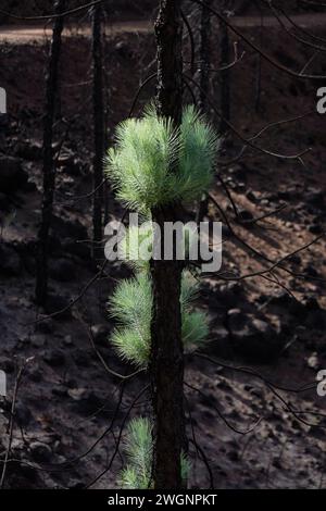 Eine junge kanarische Kiefer in einem bewaldeten Gebiet. La Palma, Spanien Stockfoto