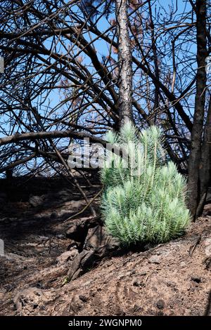 Eine junge kanarische Kiefer in einem bewaldeten Gebiet. La Palma, Spanien Stockfoto