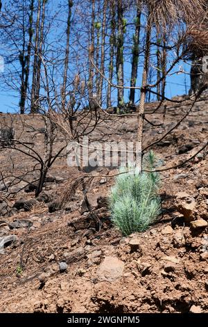 Eine junge kanarische Kiefer in einem bewaldeten Gebiet. La Palma, Spanien Stockfoto