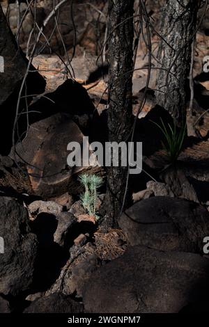 Eine junge kanarische Kiefer in einem bewaldeten Gebiet. La Palma, Spanien Stockfoto