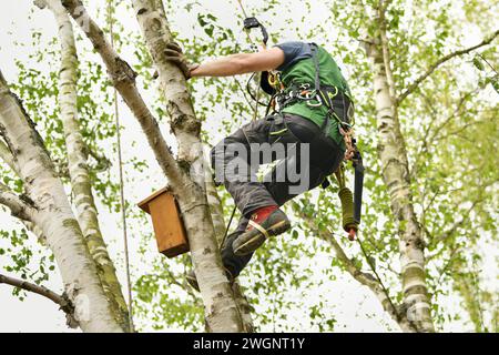 Man klettert auf einem Baum, um Zweige zu trimmen Stockfoto