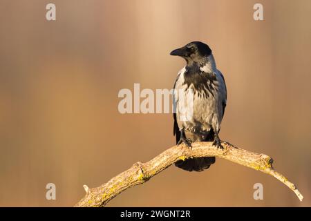 Fliegender Vogel - Kapuzenkrähe Corvus cornix in erstaunlich warmem Hintergrund Polen Europa Stockfoto