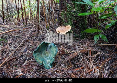 Anis-Toadstool & Bovine Bolete, Sherford Bridge, Dorset, Großbritannien Stockfoto