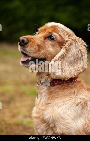 Ein Nahprofil eines Cocker Spaniel Stockfoto