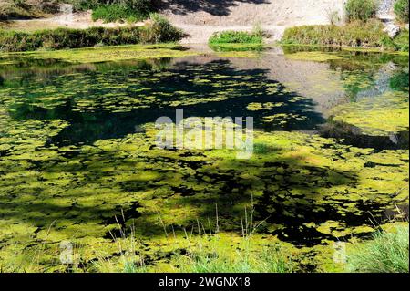 La Fuentona de Muriel Naturdenkmal, Quelle des Flusses Abion. Muriel de la Fuente, Provinz Soria, Castilla y Leon, Spanien. Stockfoto