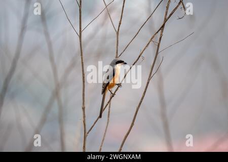 Eine Nahaufnahme eines grauen Garnelenblatts (Lanius tephronotus), der auf einem Baumzweig thront Stockfoto