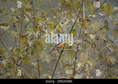 Eine Nahaufnahme eines grauen Garnelenblatts (Lanius tephronotus), der auf einem Baumzweig thront Stockfoto