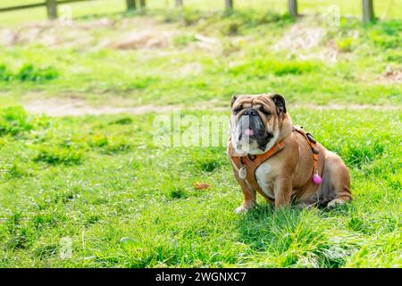Lustiger, wunderschöner, klassischer britischer Red English Bulldog Dog für einen Spaziergang mit Blick auf das Gras im Wald an einem sonnigen Tag bei Sonnenuntergang Stockfoto