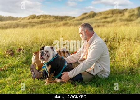 Fröhlicher Rentner mit englischen Bulldoggen, die auf Gras ruhen und am Herbsttag in Wales spazieren gehen. Reisen Sie mit Hunden. Hundeausbildung. Happy Fre Stockfoto