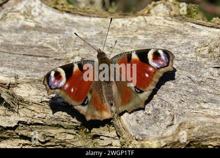 Peacock Butterfly - Inachis Io - Flügel Weit Offen Stockfoto