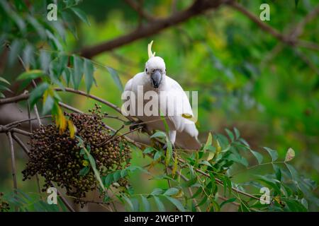 Kakadu-Papagei sitzt auf einem grünen Baumzweig in Australien. Schwefelkreppige Cacatua galerita. Großer weißer und gelber Kakadu mit naturgrünem Hintergrund Stockfoto