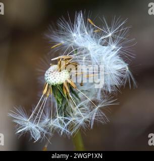 Löwenzahnsamen Stockfoto