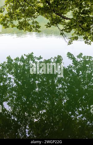 Baumzweigreflexion im Wasser Stockfoto