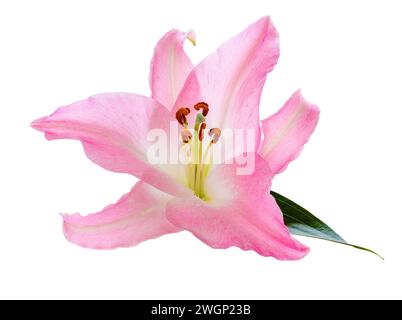 Schöne rosa Lilie (Lilium, Liliaceae) isoliert auf weißem Hintergrund. Deutschland Stockfoto