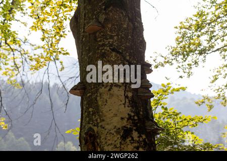 Viele Baumpilze wachsen auf Rinde Stockfoto