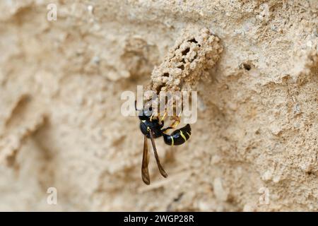 Gemeine Schornsteinwespe, Schornsteinwespe, Schornstein-Wespe, Nestbau, Nest, Niströhre, Schornsteinförmiger Nesteingang aus Lehm, Odynerus spinipes, Stockfoto