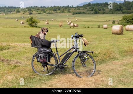 Elektrofahrrad mit Hund im Korb Stockfoto