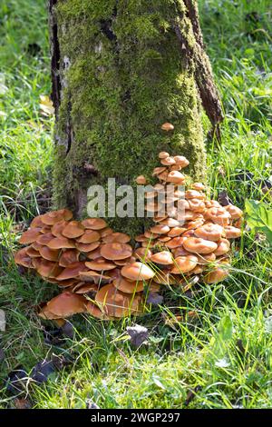 Stockschwämmchen, Gemeines Stockschwämmchen, Stockschüppling, Kuehneromyces mutabiles, Galerina mutabilis, Pholiota mutabilis, umhüllter Holztuft, la P Stockfoto