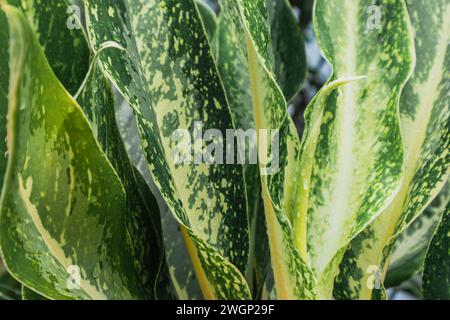 Aglonema Schneewittchen. Aglaonema ist eine Gattung blühender Pflanzen aus der Arum-Familie, Araceae, die überall überleben kann. Stockfoto