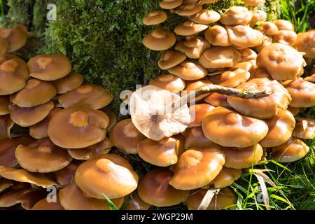 Stockschwämmchen, Gemeines Stockschwämmchen, Stockschüppling, Kuehneromyces mutabiles, Galerina mutabilis, Pholiota mutabilis, umhüllter Holztuft, la P Stockfoto