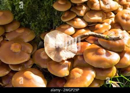 Stockschwämmchen, Gemeines Stockschwämmchen, Stockschüppling, Kuehneromyces mutabiles, Galerina mutabilis, Pholiota mutabilis, umhüllter Holztuft, la P Stockfoto