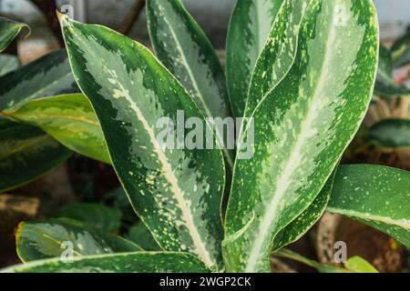 Aglonema Schneewittchen. Aglaonema ist eine Gattung blühender Pflanzen aus der Arum-Familie, Araceae, die überall überleben kann. Stockfoto