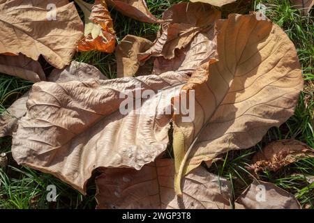 Verwelkte Blätter auf dem grünen Gras unter Sonnenlicht Stockfoto