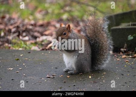 Eine Nahaufnahme eines Eichhörnchens, das Nüsse im Mund hält und auf dem Boden sitzt Stockfoto