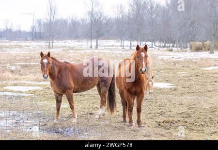 Zwei braune Pferde stehen auf einer Wiese auf Wolfe Island, Ontario, Kanada Stockfoto