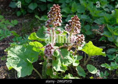 Violette Frühlingsblumen Bergenia im Hüttengarten. Violette Pflanzen für die Landschaftsgestaltung. Blumen wachsen im Frühlingspark. Stockfoto