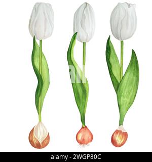Handgezeichnete Aquarellillustration. Weiße Frühlingstulpen mit Zwiebeln für jede florale Komposition Stockfoto