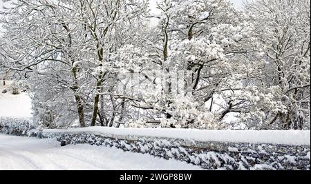 Bäume auf dem Feld hinter schneebedeckter traditioneller Trockenmauer nach starkem Winterschnee, ruhige ländliche Gasse auf Farmland, Cumbria, England, Großbritannien Stockfoto