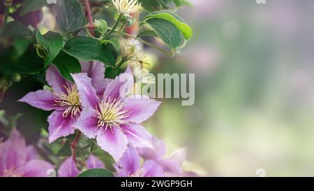 Rosa mit weiß gestreifter Clematis Nelly Moser im Garten. Clematis ist eine beliebte Kletterpflanze in den Ziergärten. Kopierbereich. Stockfoto