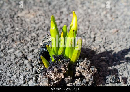 Die Pflanze ist durch den Asphalt gekeimt Stockfoto